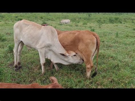 bezerro mamando pau|Fazendeiro dá o pau para bezerro mamar